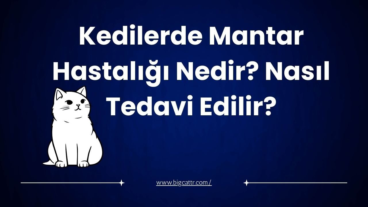 Kedilerde Mantar Hastalığı Nedir? Nasıl Tedavi Edilir?