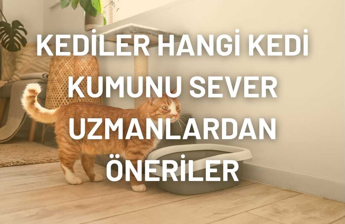 Kediler Hangi Kedi Kumunu Sever Uzmanlardan Öneriler