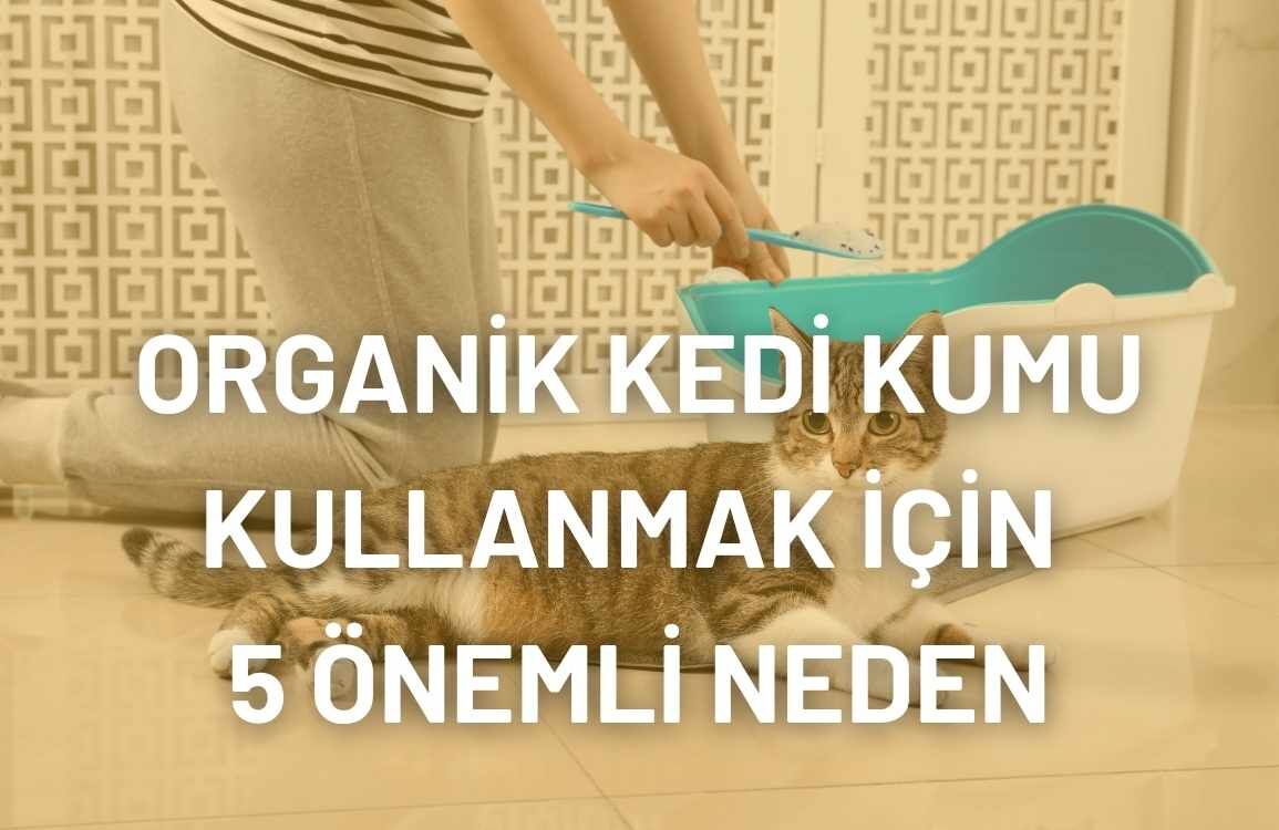 Organik Kedi Kumu Kullanmak İçin 5 Önemli Neden