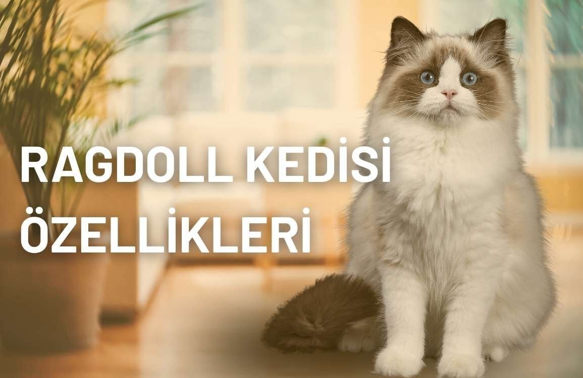 Ragdoll Kedisi Özellikleri ve Bakım Rehberi