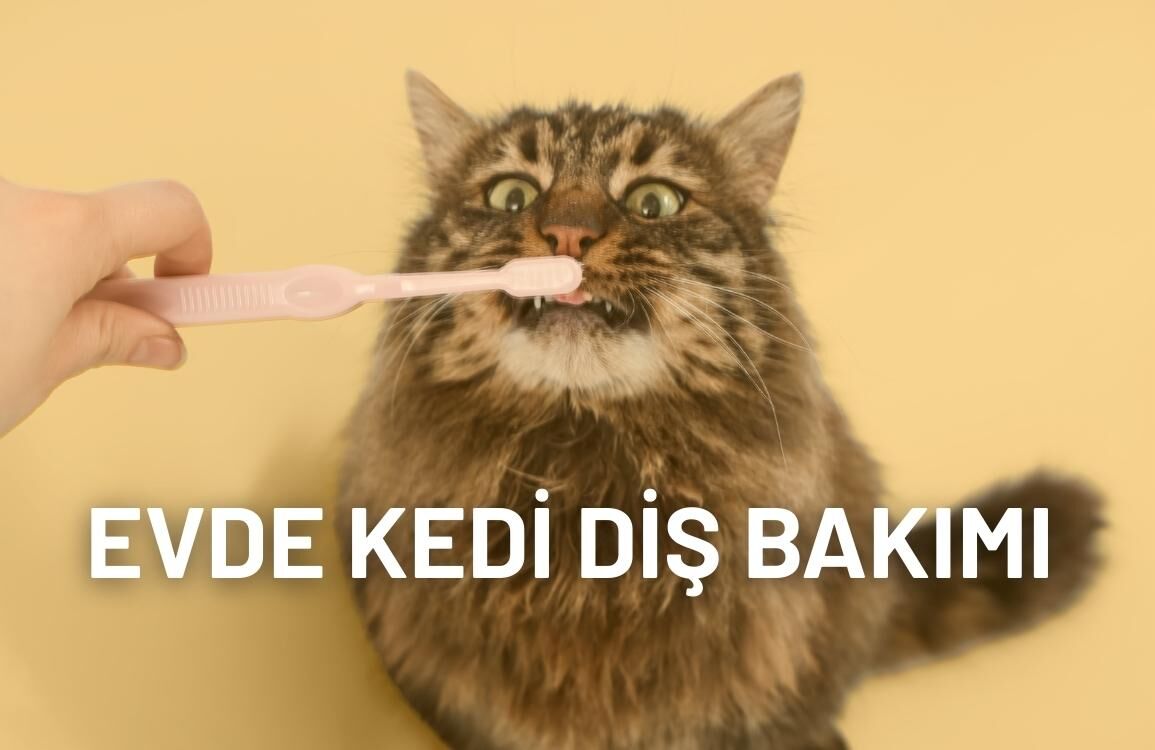 Evde Kedi Diş Bakımı Rutini