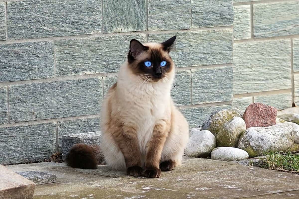 Birman Kedisi Özellikleri ve Bakımı | Birman Hakkında Herşey