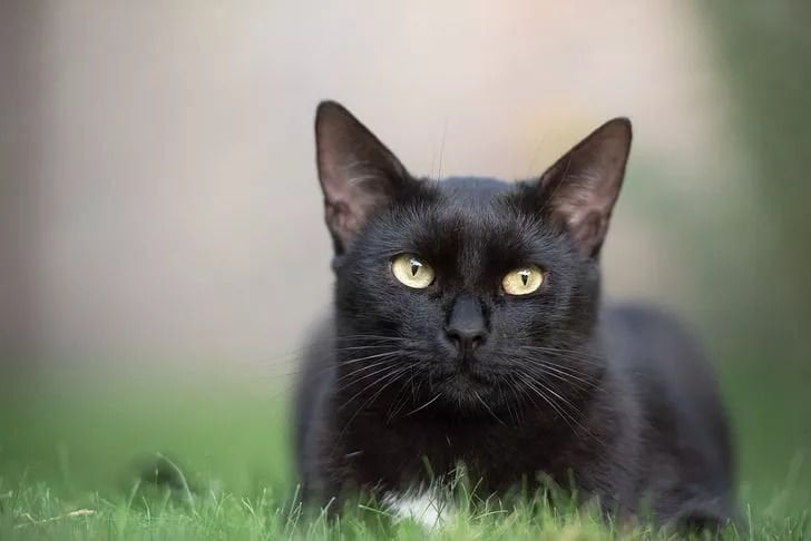 Siyah Kedi Cinsleri ve Özellikleri