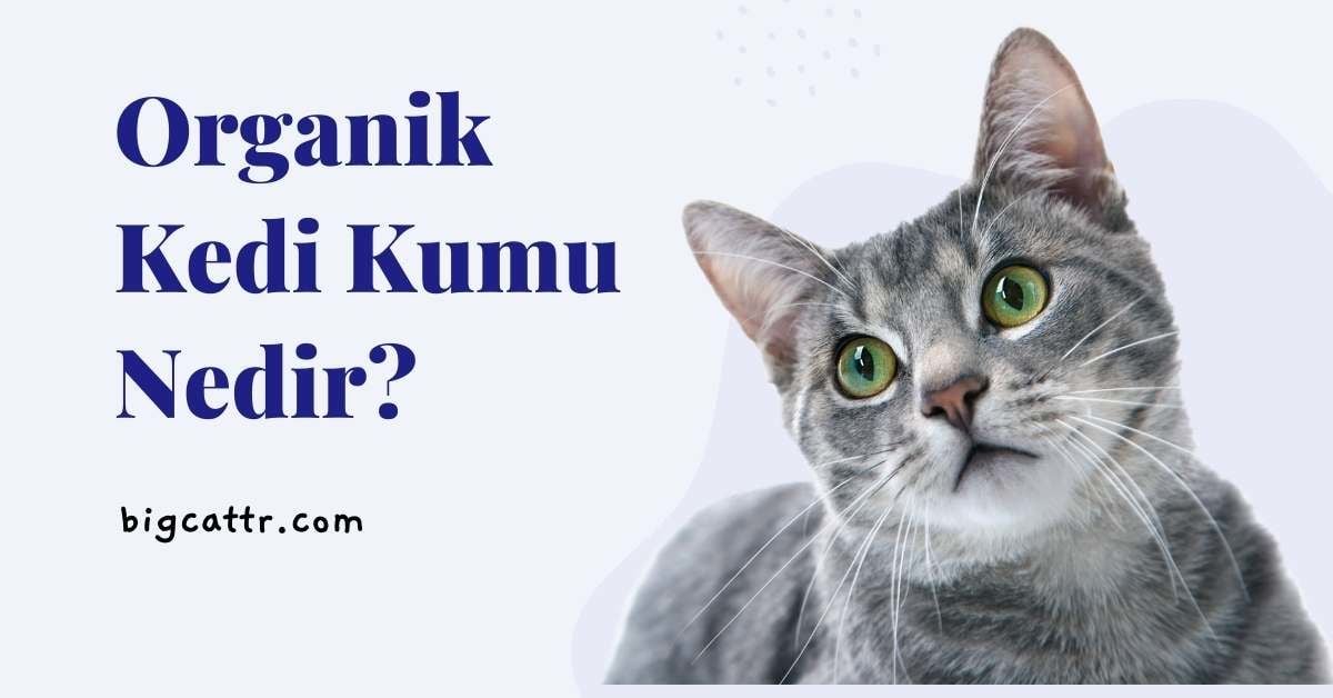 BigCat Organik Kedi Kumu Nedir?