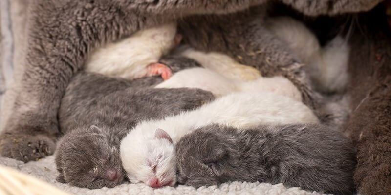 Kediler Kaç Ayda Doğurur?