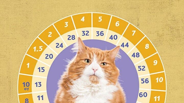 Kedi Yaşı Hesaplama ve İnsan Yaşına Çevirme Tablosu 2026