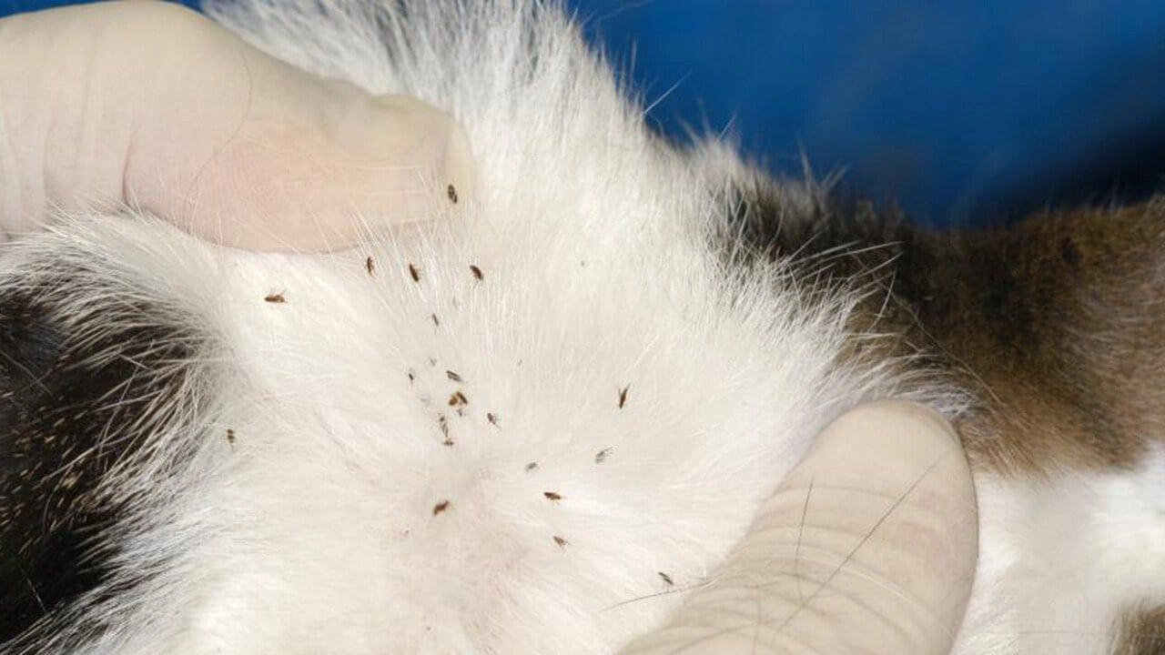 Kedi Piresi Belirtileri, Tedavisi ve Korunma Yöntemleri