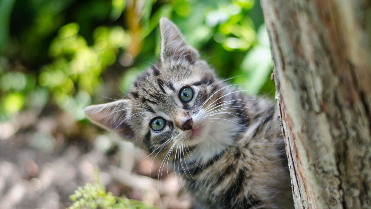 Yeni Kedi Alanlar İçin Alınması Gereken Malzemeler