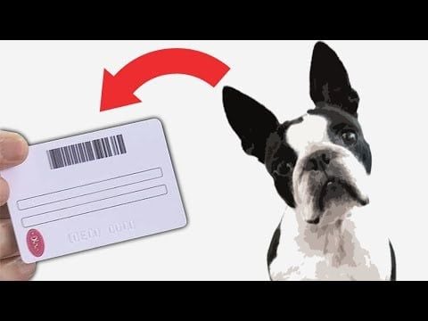 Kedi ve Köpek Kimliği Nasıl Çıkartılır