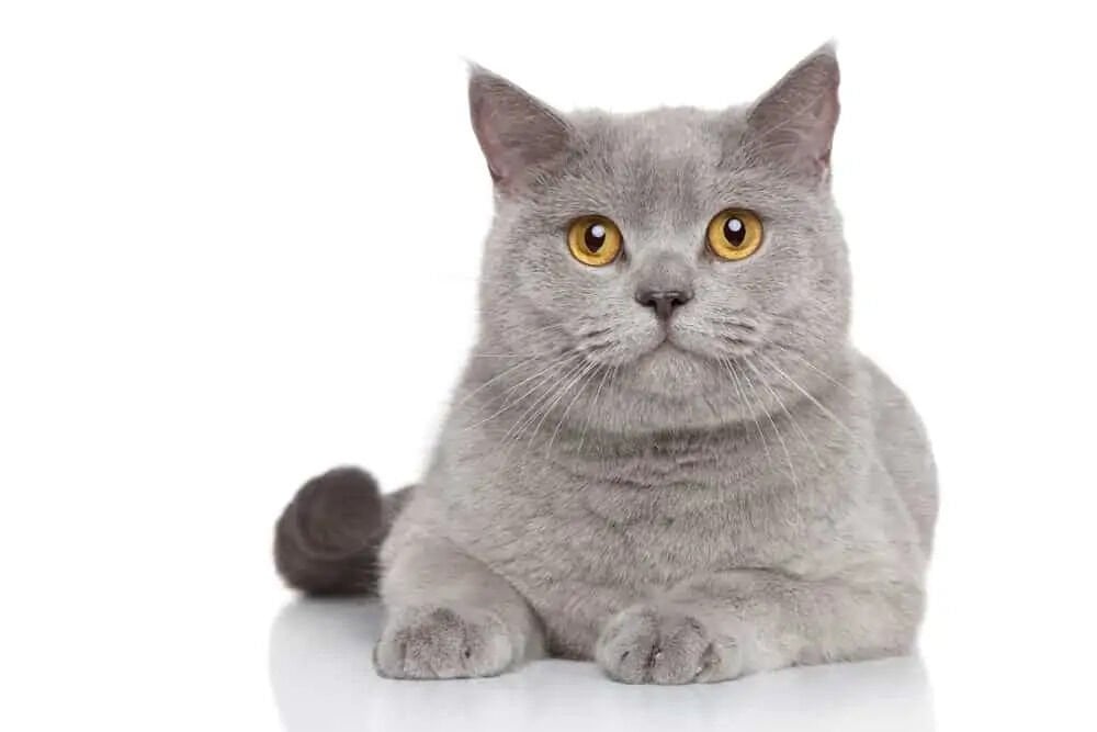 British Shorthair Kedi Cinsi Özellikleri ve Bakım Rehberi