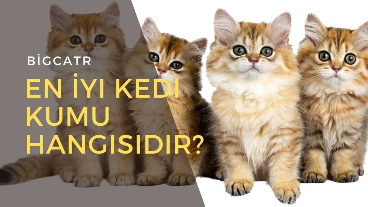 En İyi Kedi Kumu Hangisidir?
