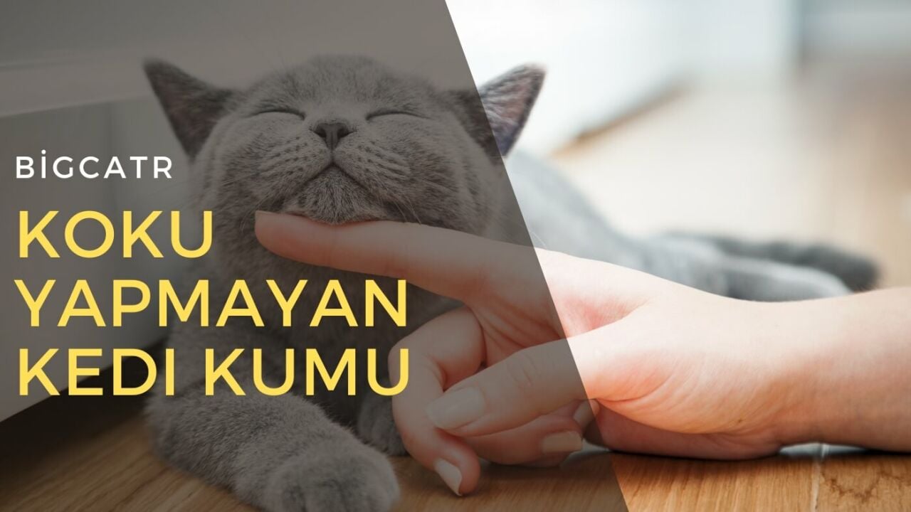 Koku Yapmayan Kedi Kumu