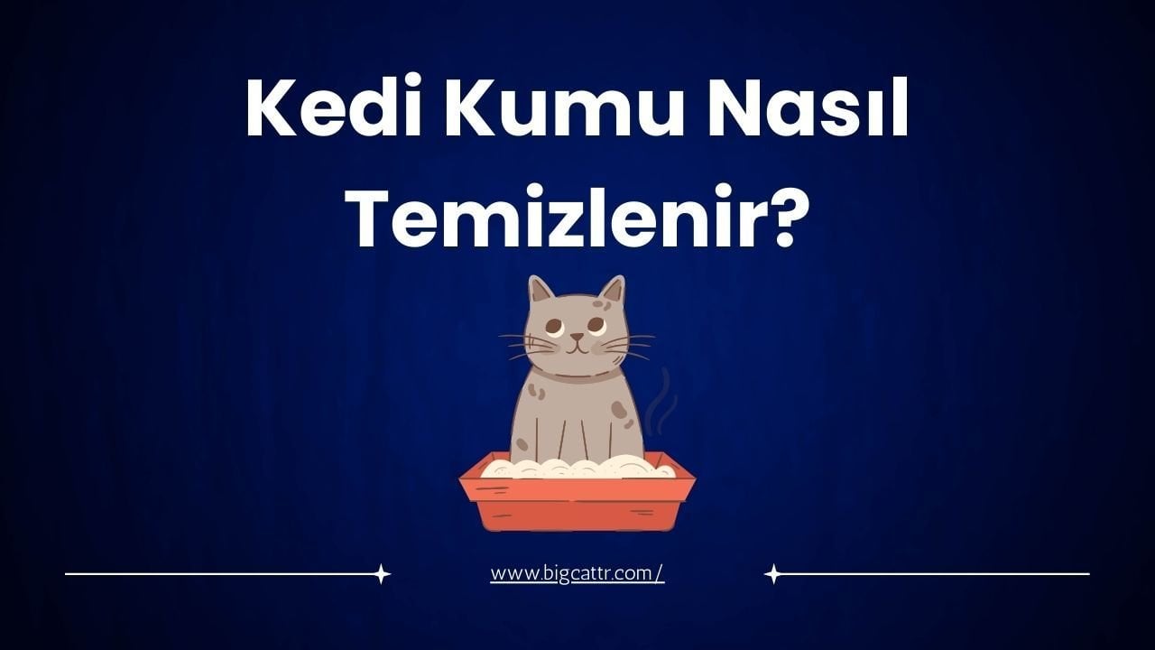Kedi Kumu Nasıl Temizlenir?