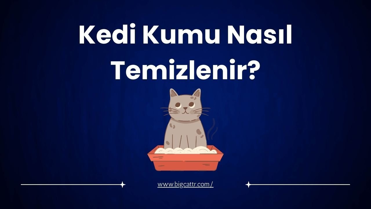 Kedi Kumu Nasıl Temizlenir?