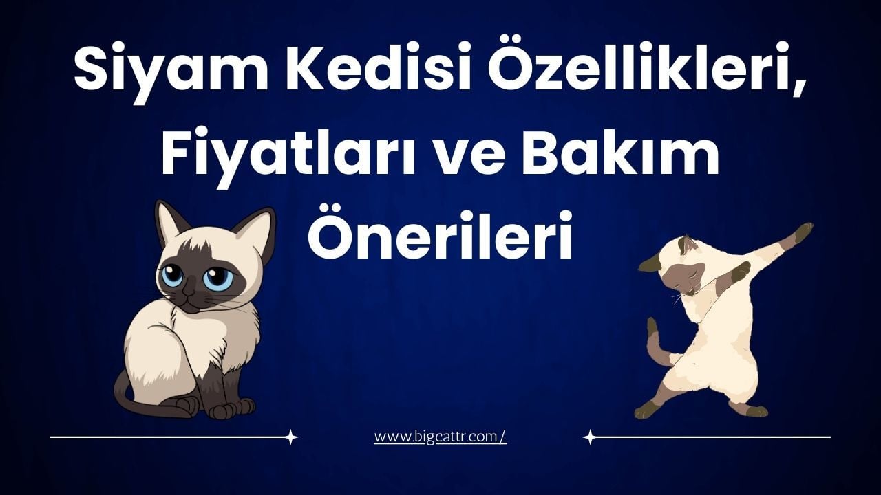 Siyam Kedisi Özellikleri, Fiyatları ve Bakım Önerileri