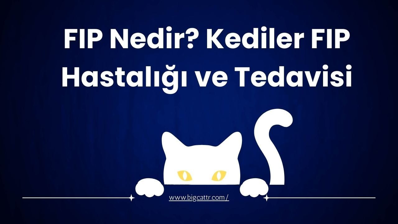 FIP Nedir? Kedilerde FIP Hastalığı ve Tedavisi