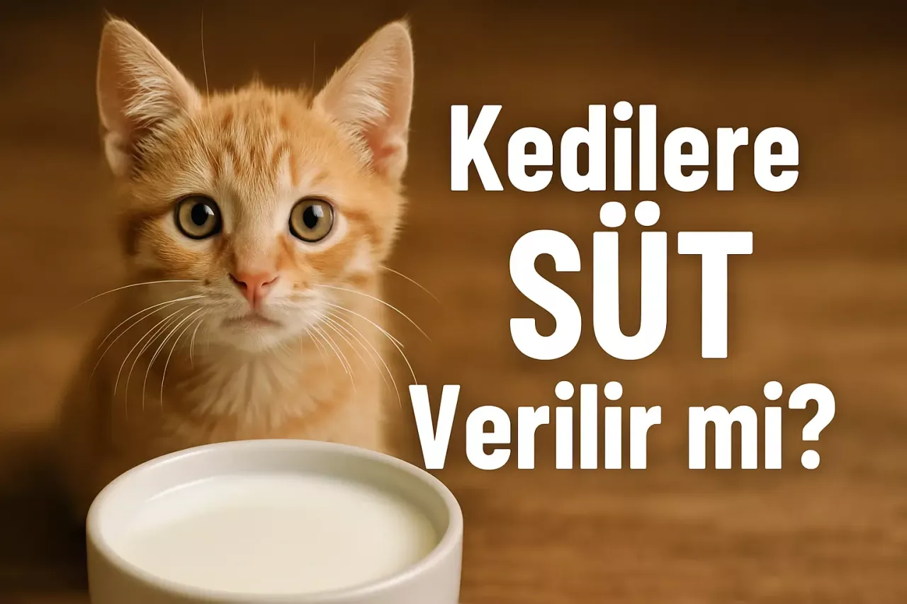 Kedilere Süt Verilir mi?