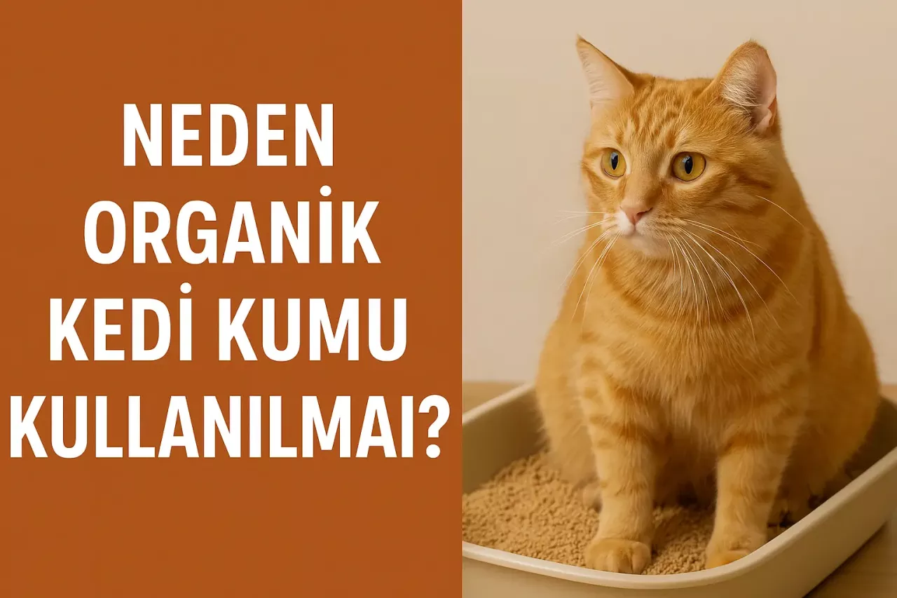 Neden Organik Kedi Kumu Kullanılmalı?