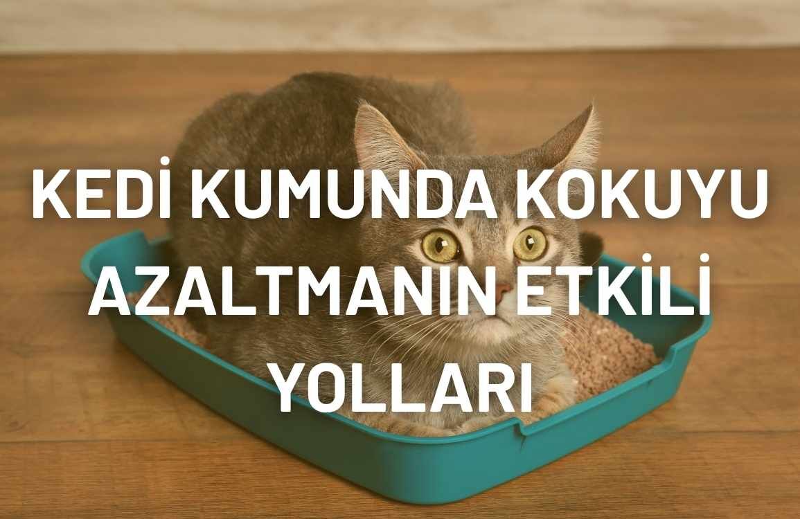 Kedi Kumunda Kokuyu Azaltmanın Yolları