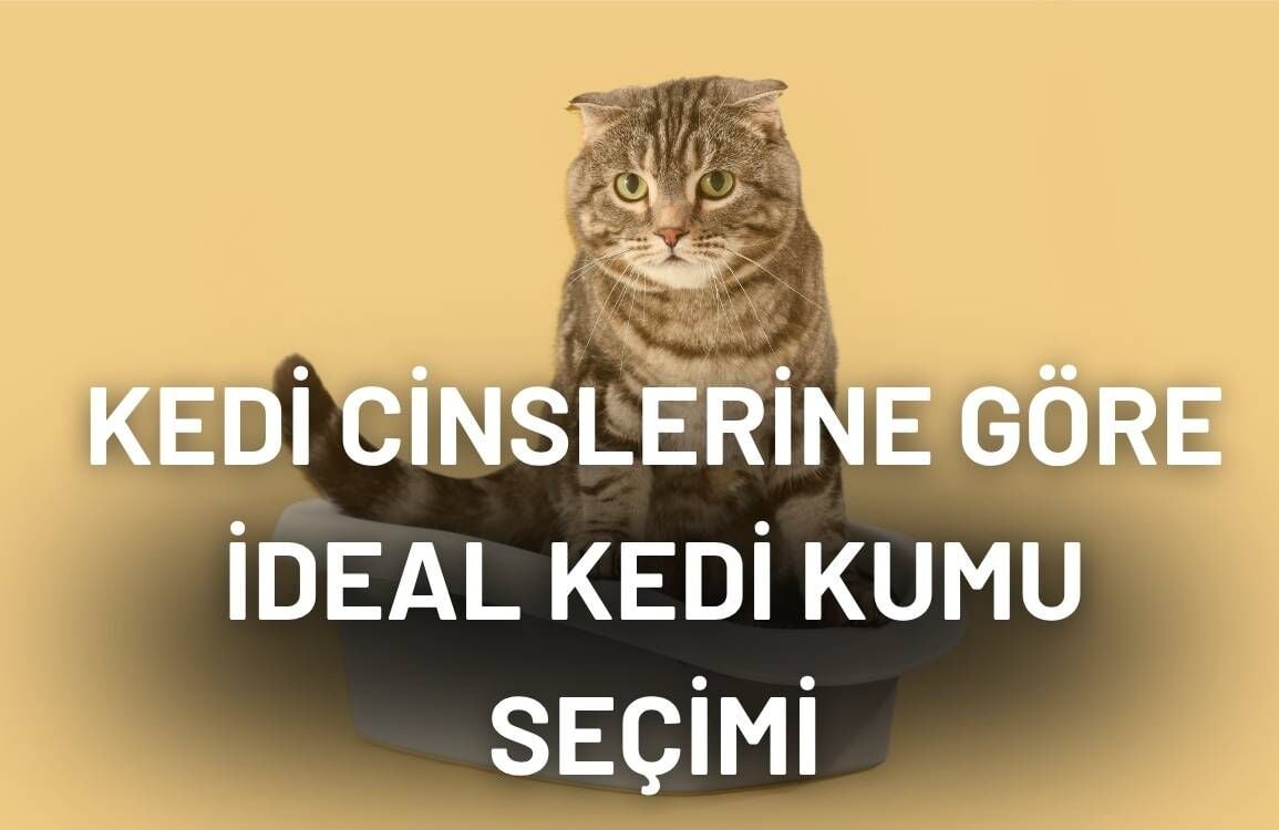 Kedi Cinslerine Göre İdeal Kedi Kumu Seçimi