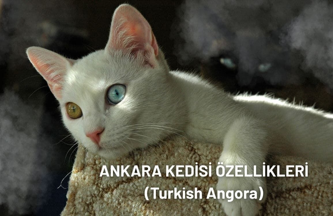 Tüm Detaylarıyla Ankara Kedisi Özellikleri