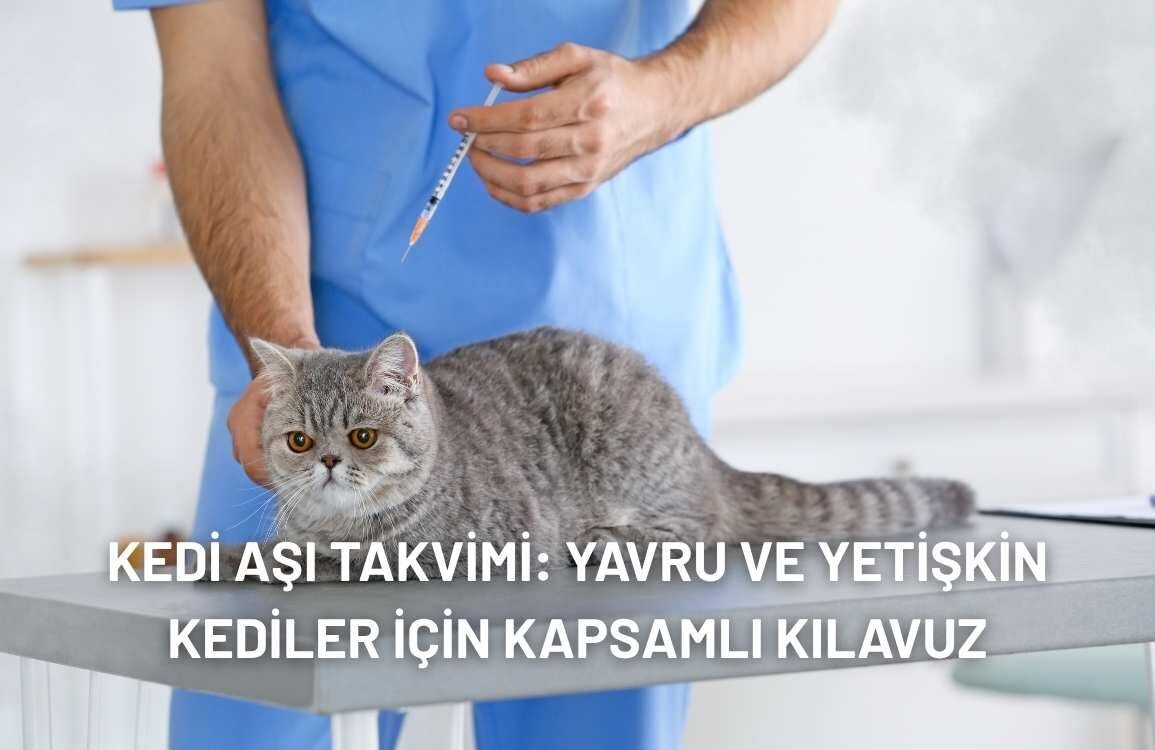 Kedi Aşı Takvimi (2025): Yavru ve Yetişkin Kediler İçin Kapsamlı Rehber