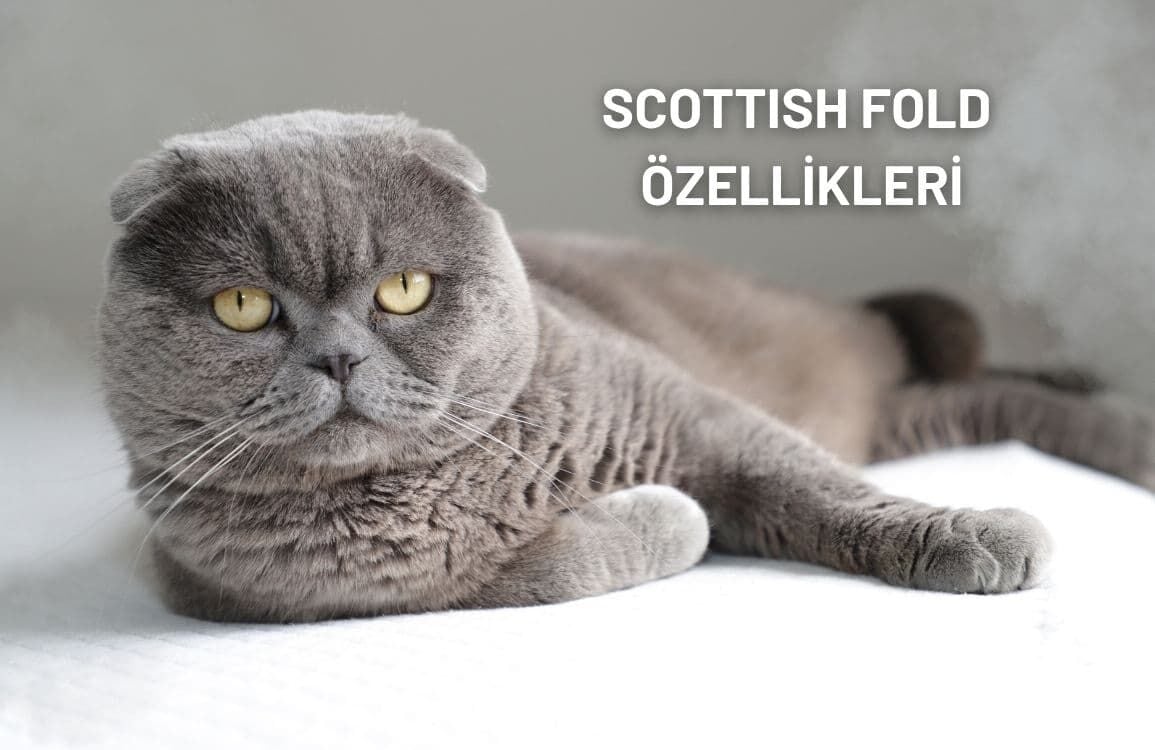 Scottish Fold Kedisi Özellikleri ve Sorumlu Bakım Rehberi