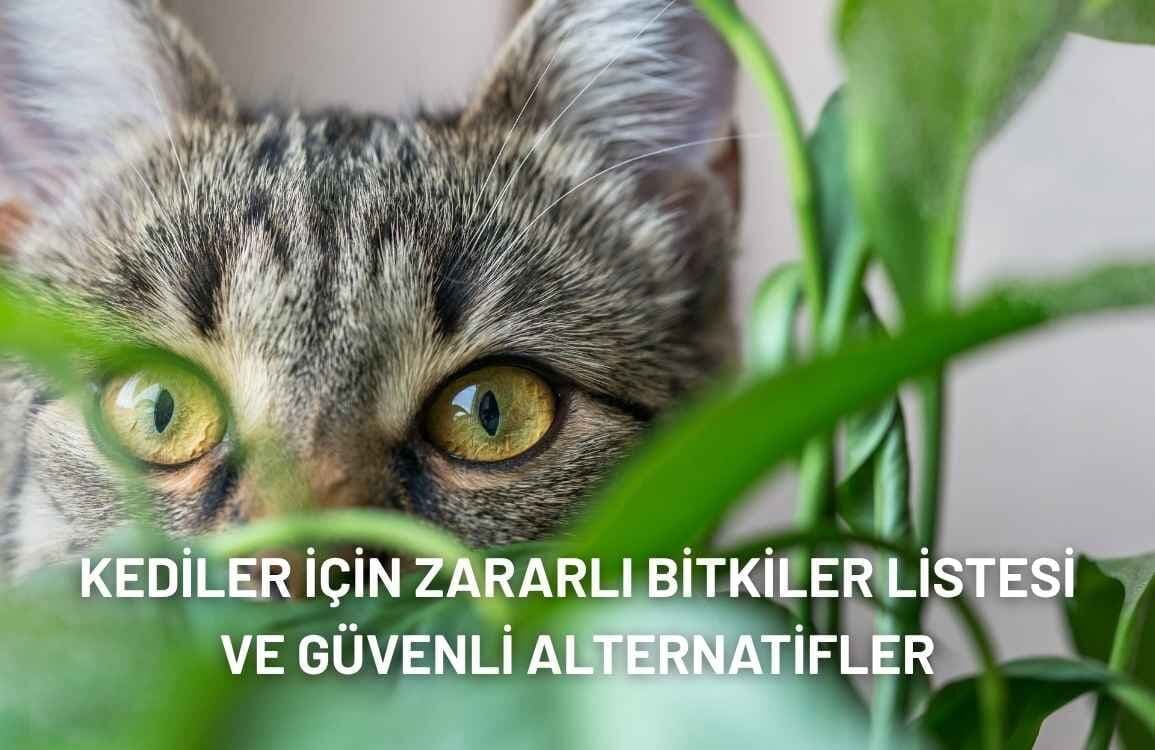 Kediler İçin Zararlı Bitkiler ve Güvenli Alternatifler Rehberi