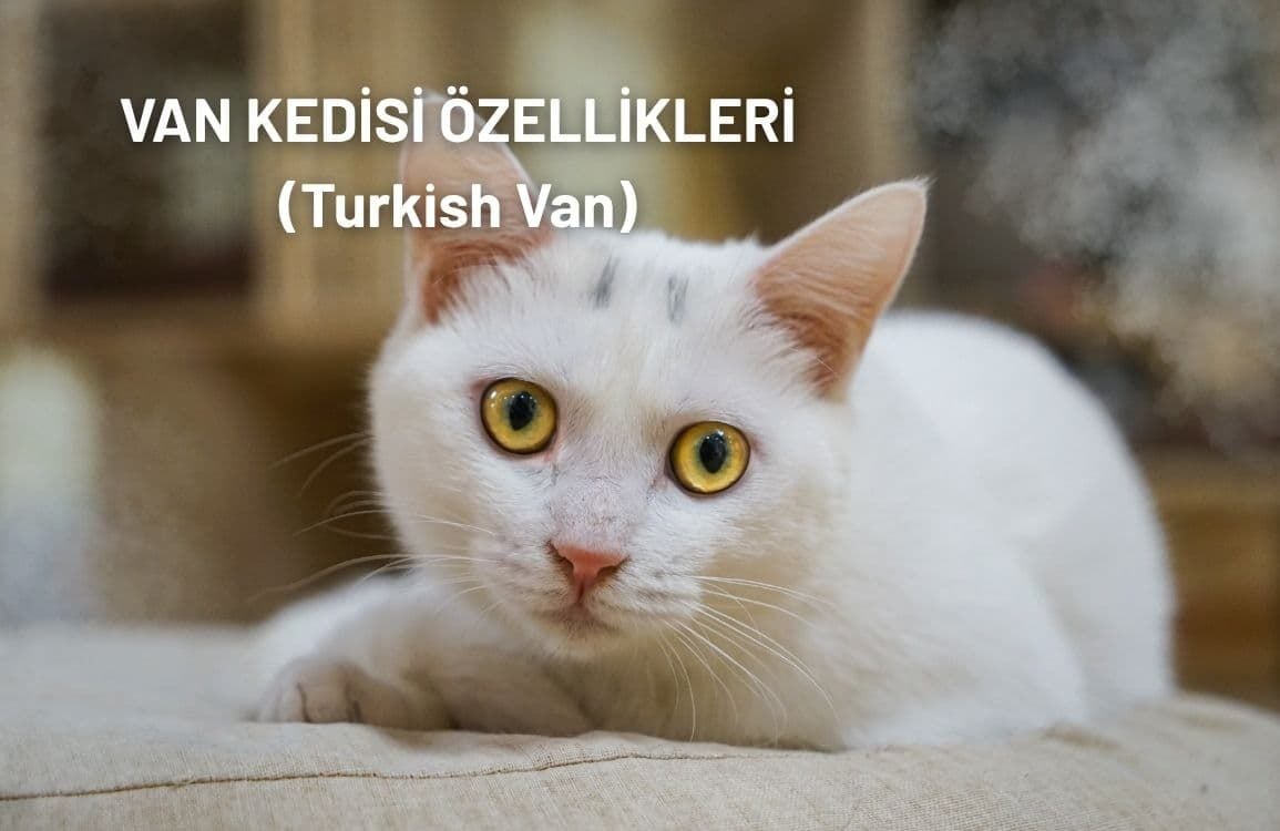 Tüm Yönleriyle Van Kedisi Özellikleri