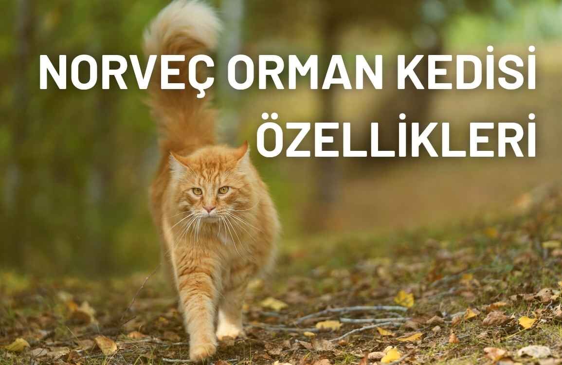 Norveç Orman Kedisi Özellikleri