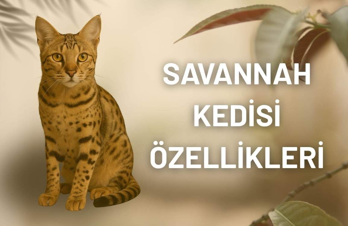 Savannah Kedisi Özellikleri