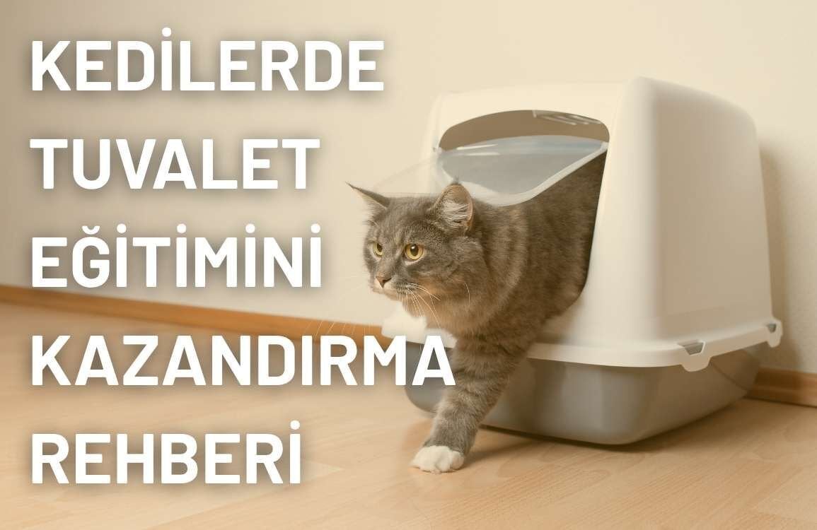 Kedilerde Tuvalet Eğitimini Kazandırma Rehberi