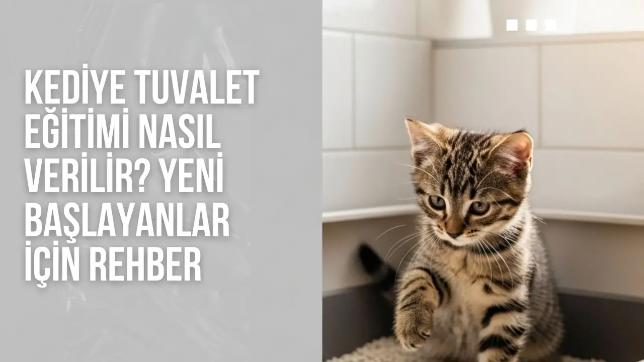 Kediye Tuvalet Eğitimi Nasıl Verilir? Yeni Başlayanlar İçin Rehber