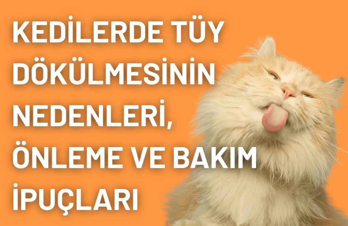 Kedilerde Tüy Dökülmesinin Nedenleri, Önleme ve Bakım İpuçları