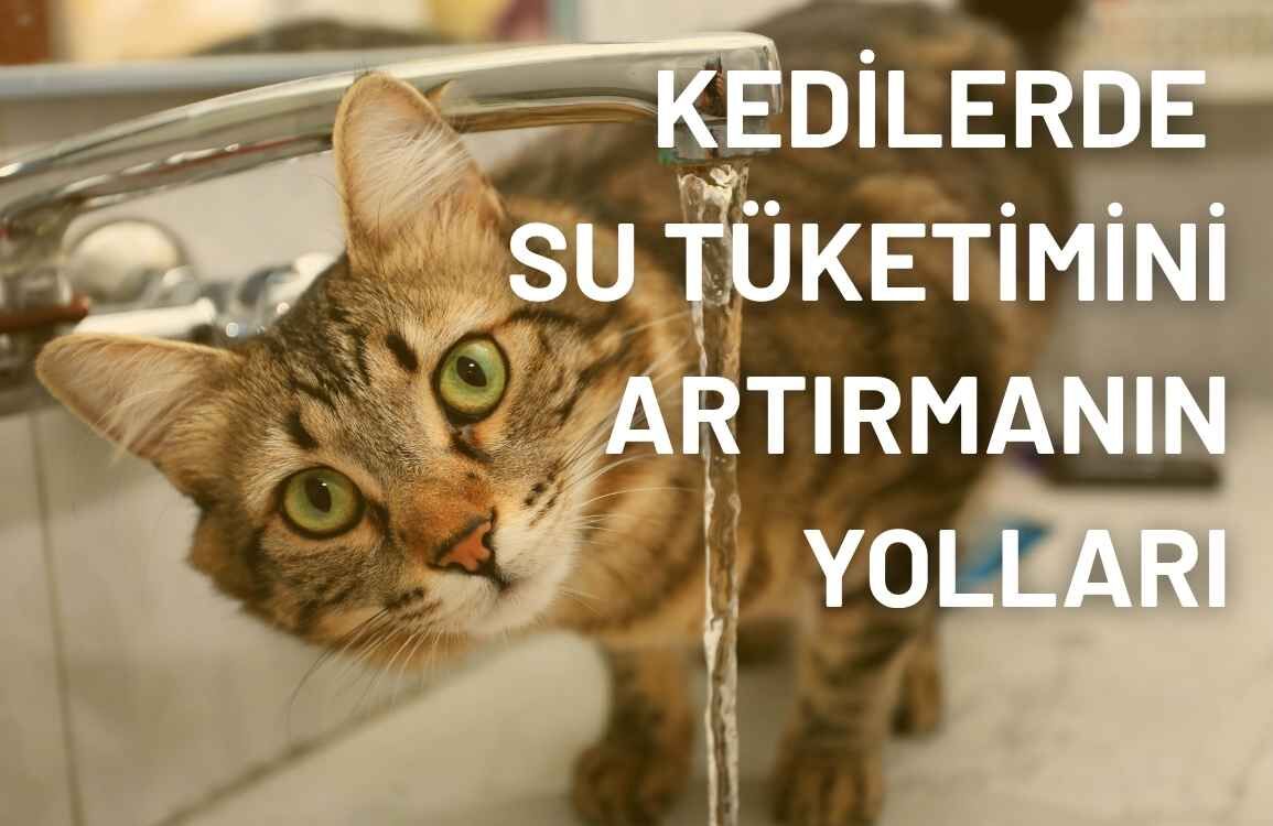 Kedilerde Su Tüketimini Artırmanın Yolları