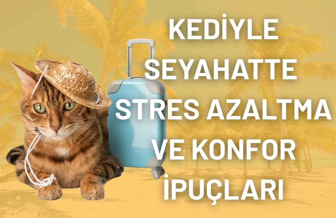 Kediyle Seyahatte Stres Azaltma ve Konfor İpuçları