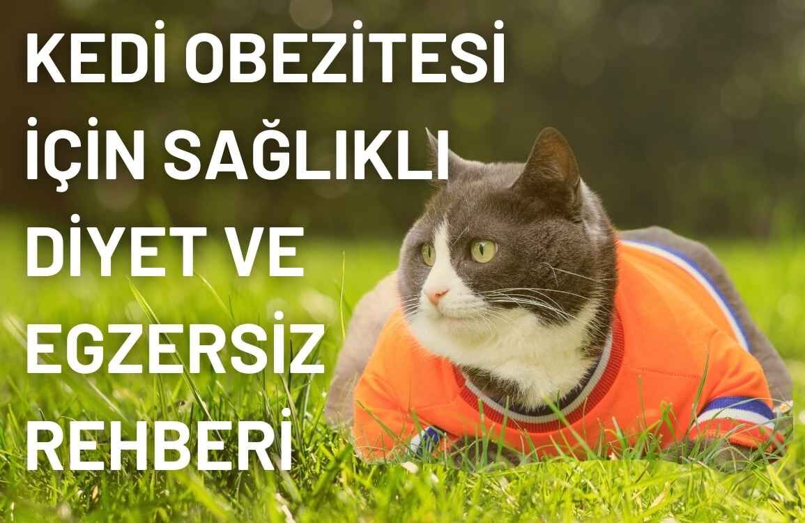 Kedi Obezitesi İçin Sağlıklı Diyet ve Egzersiz Rehberi