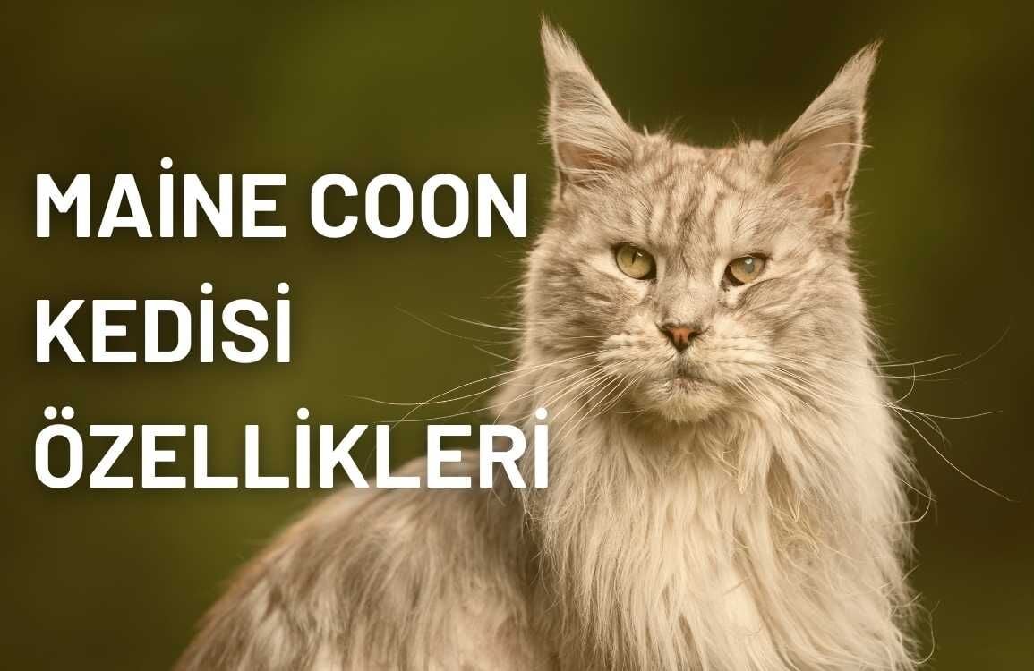 Maine Coon Kedisi Özellikleri ve Bakım Rehberi
