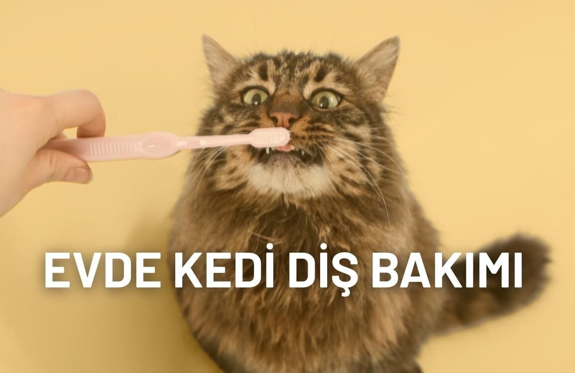 Evde Kedi Diş Bakımı Rutini