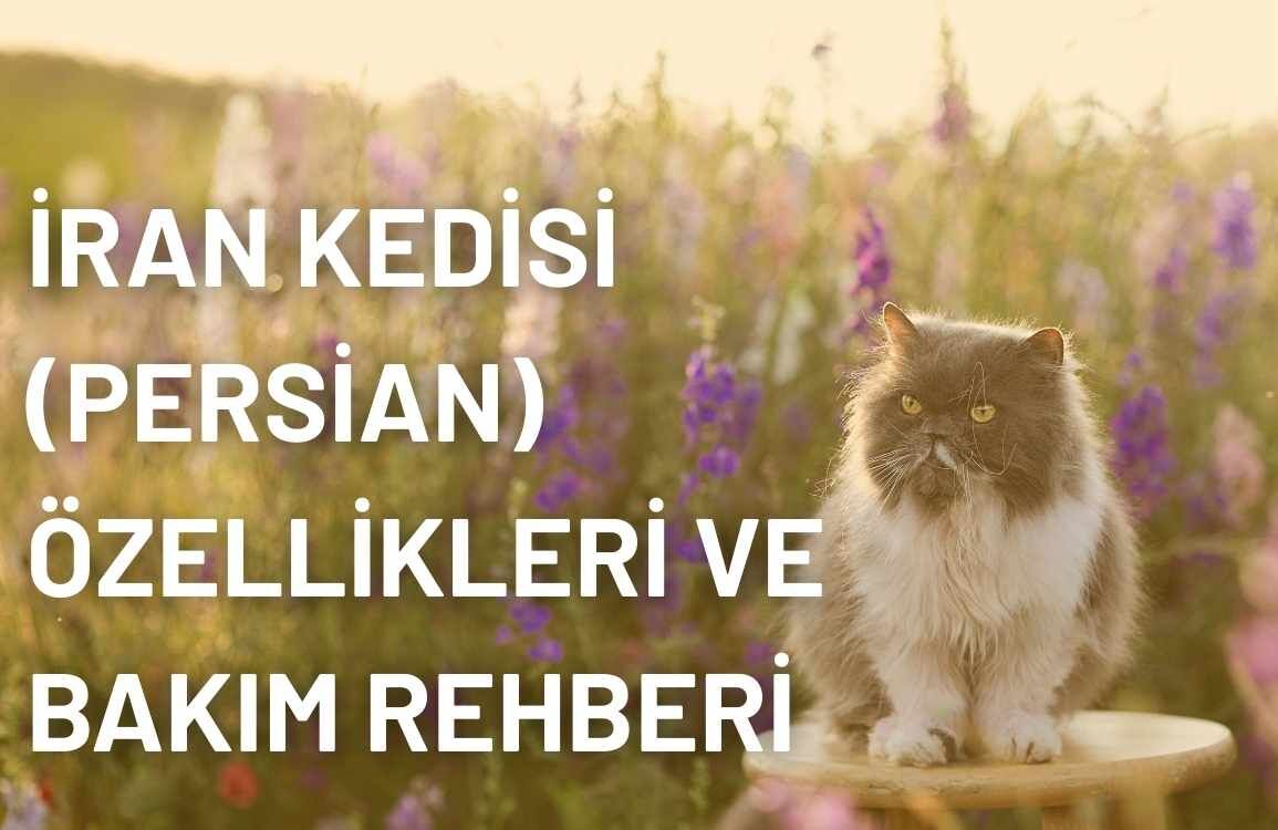 İran Kedisi (Persian) Özellikleri ve Bakım Rehberi