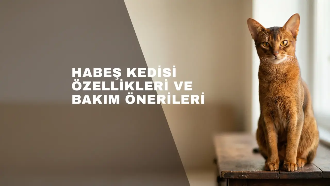 Habeş Kedisi Özellikleri ve Bakım Klavuzu