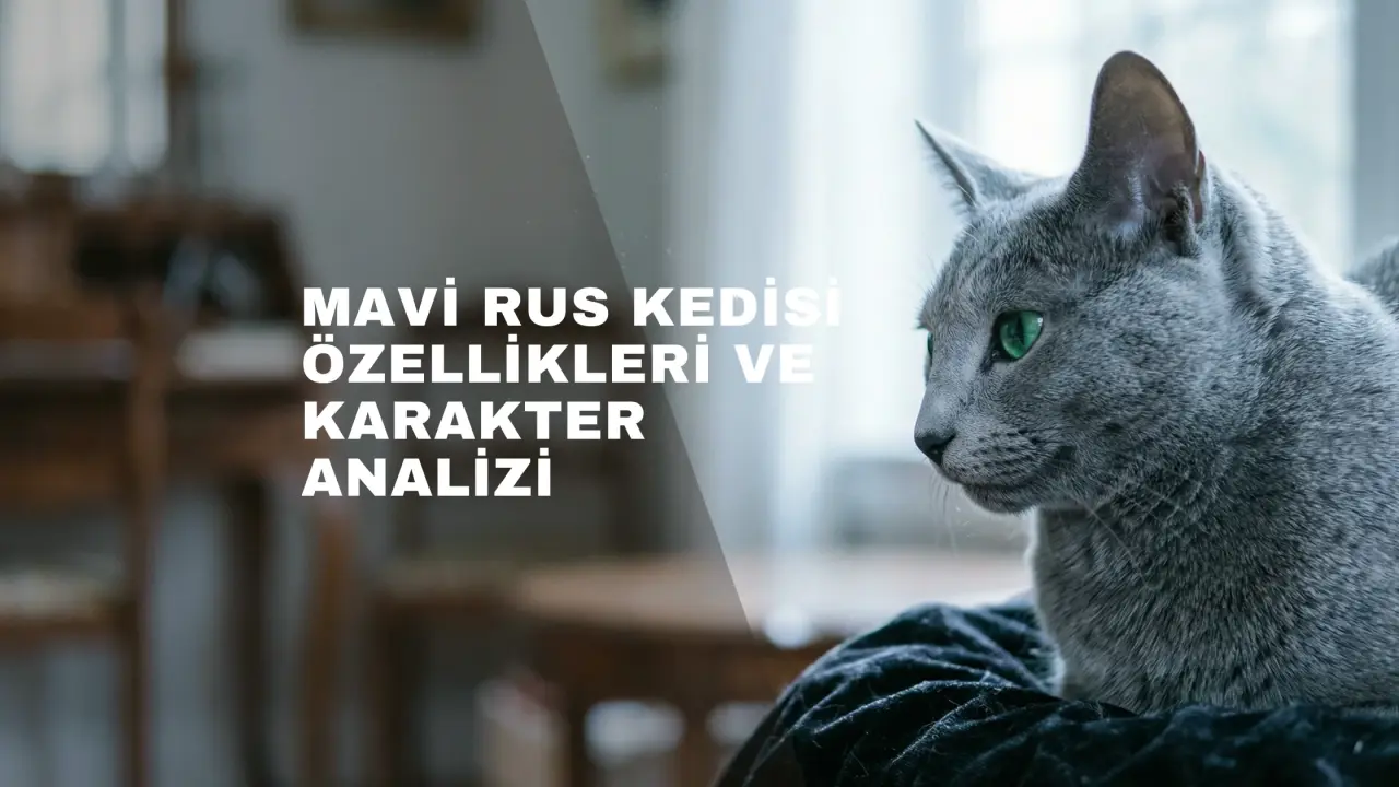 Mavi Rus Kedisi Özellikleri ve Karakter Analizi