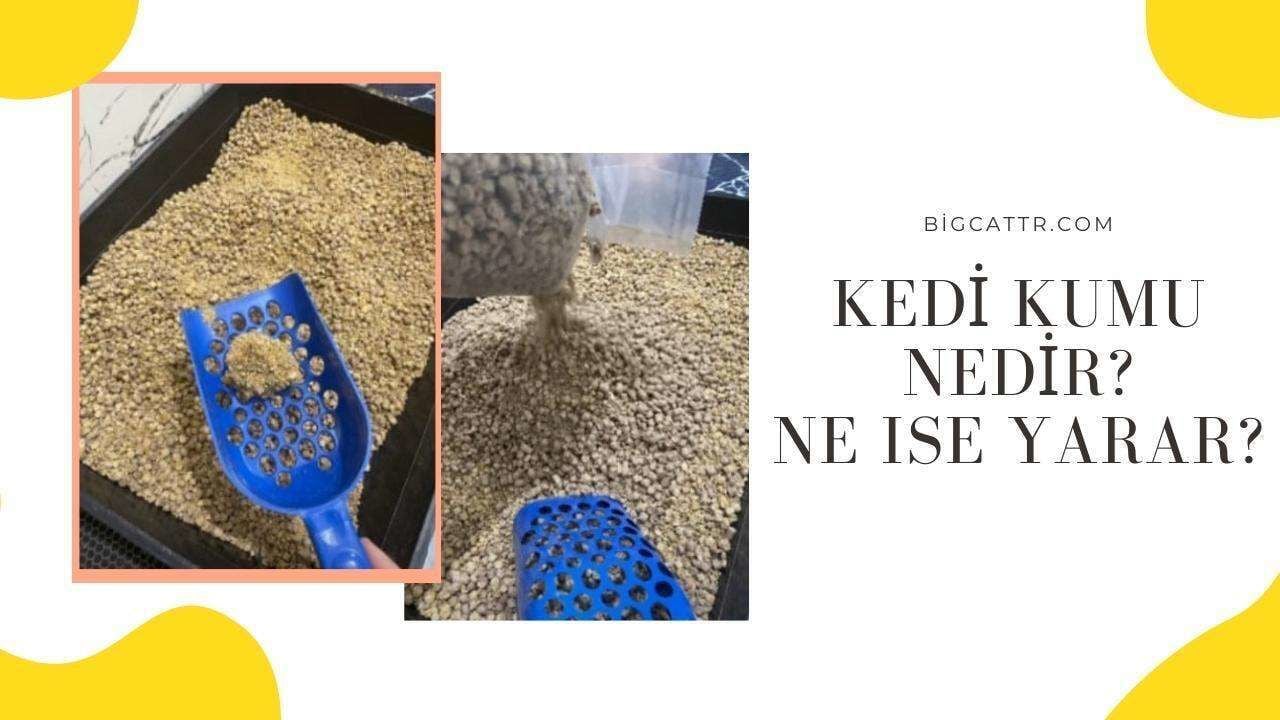 BigCat Kedi Kumu Kullanımı ve Alışma Süreci