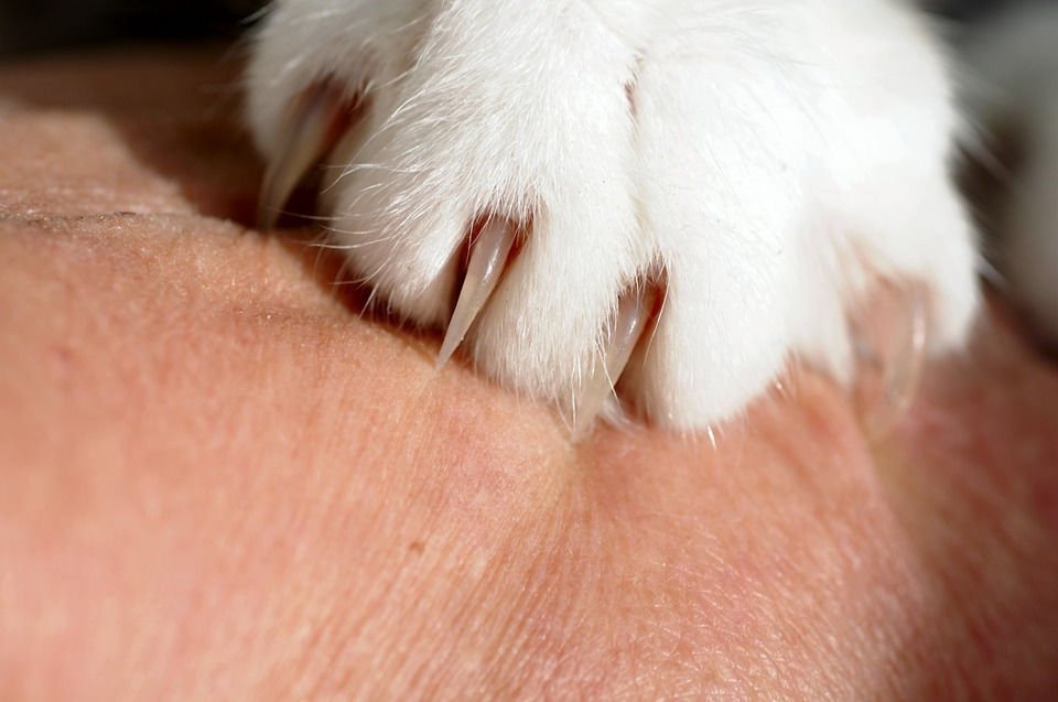 Kedi Tırmalaması Nedir? Nasıl Önlenir ?